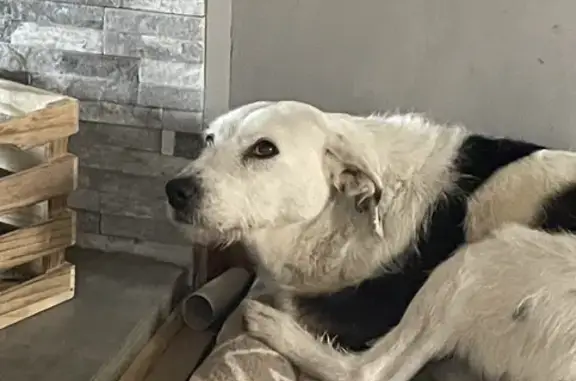Animaux perdus , photo: Bonnie, chien perdu, collier rose