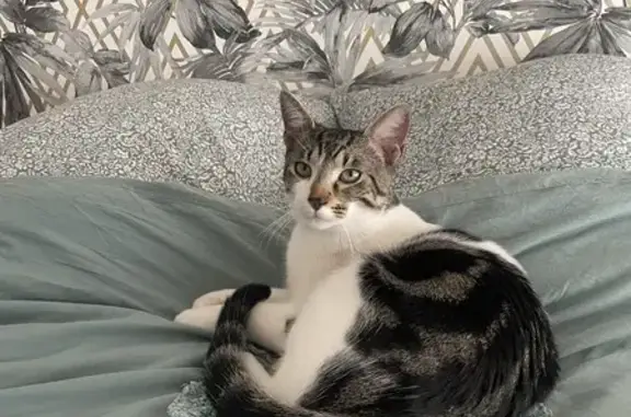 Chaton perdu à Besançon - photo