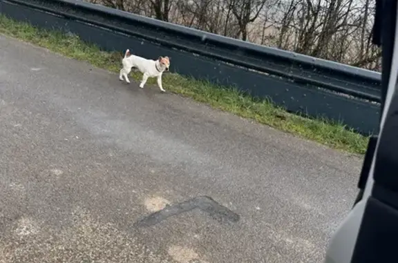 Chien perdu près du canal à Dampierre - photo