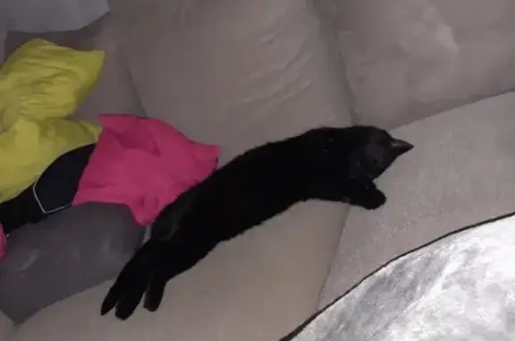 Animaux perdus Issoire, photo: Chat Pouky noir boiteux disparu