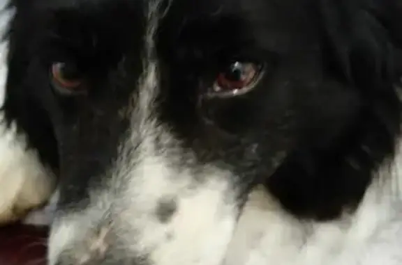 Chien trouvé , photo: Border Collie femelle perdue
