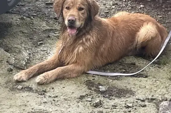 Chiot Golden retrouvé à Folligny - photo
