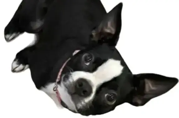Lost Boston Terrier - Pink Collar on Harding Hwy!