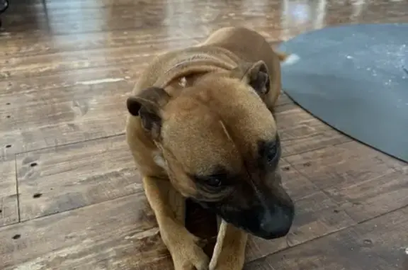 Staffie mâle perdu - Gativelles - photo