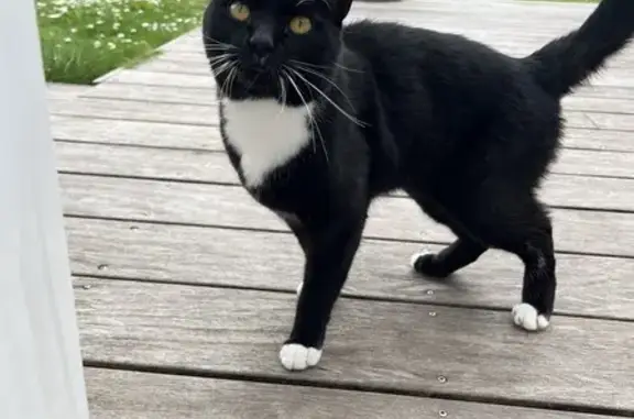 Chat noir/blanc trouvé à Nantes - photo