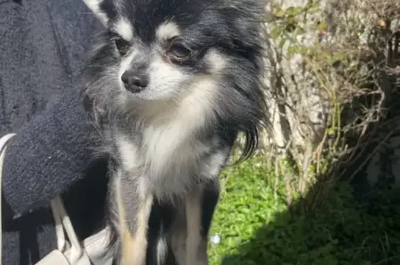 Chien trouvé Garons, photo: Chihuahua noir/blanc perdu