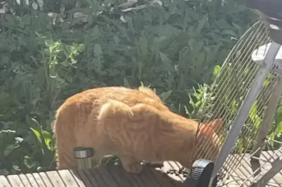 Chat roux trouvé à Saint-Sauveur - photo