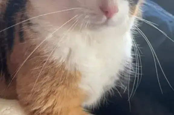 Chatte tricolore sociable trouvée - photo