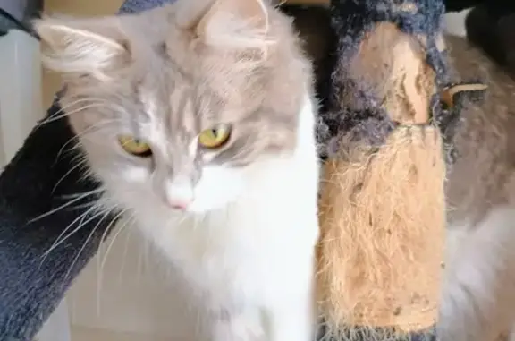 Chatte perdue à Chanteau - photo