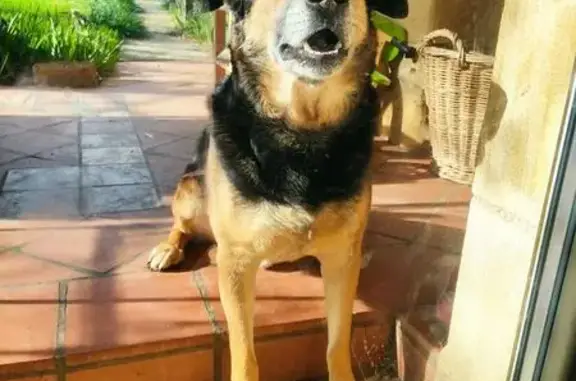 Chien perdu , photo : Chien Buck perdu - Berger Mixte