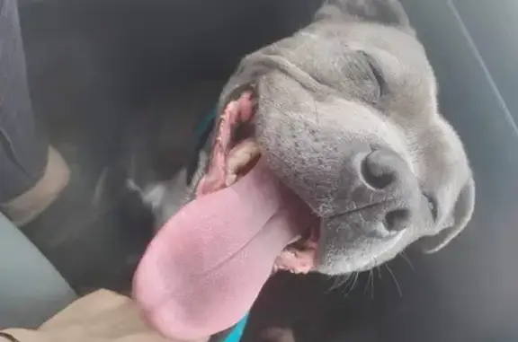Chienne Staffie Grise Perdue - photo