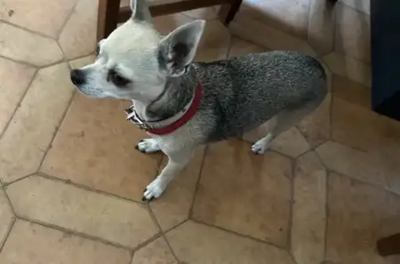 Chiot perdu à Gerland, Lyon - photo