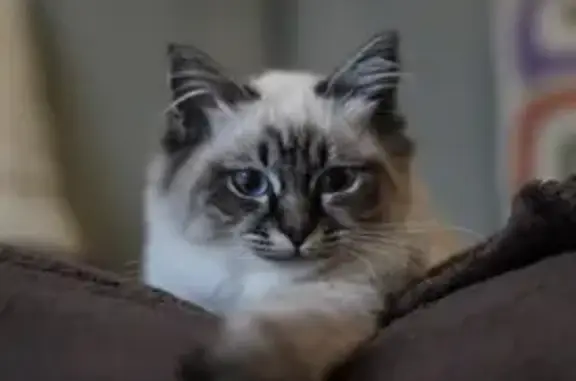 Animaux perdus Cesson-Sévigné, photo: Chatte Birmane perdue à Cesson