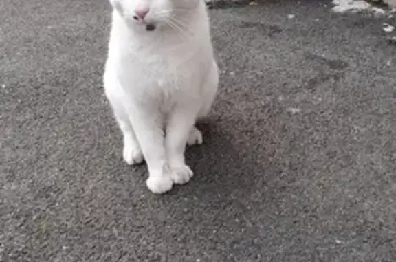 Chat trouvé Bischwiller, photo: Chat blanc blessé trouvé à Bischwiller