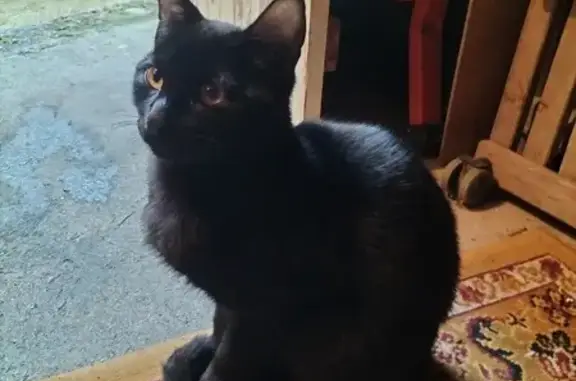 Chaton noir sociable trouvé - photo