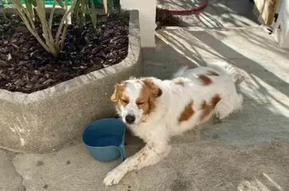 Chien perdu à San-Martino retrouvé - photo