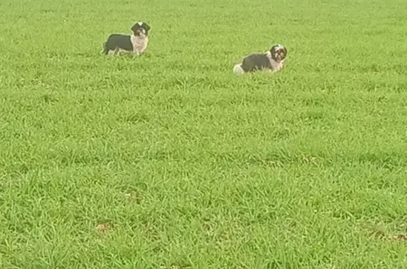 Chien errant et compagne à Jauldes - photo