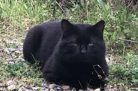 Chat noir perdu à Roscoff - photo