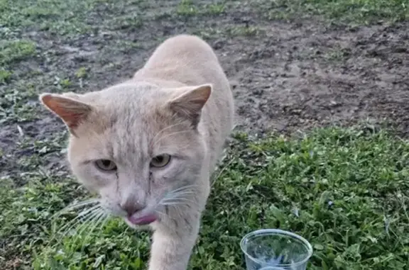 Chat beige blessé trouvé à Bessenay - photo