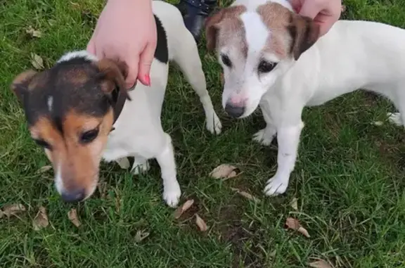Chiennes Jack Russel trouvées - photo