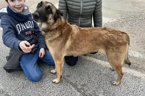 Chien Malinois perdu à Orcemont - photo