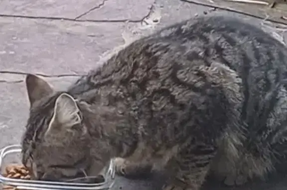 Chat trouvé à Drocourt, craintif - photo