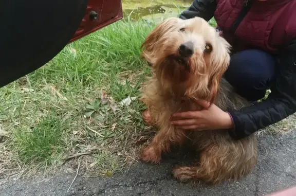 Chien sauvé sur route à Huismes - photo
