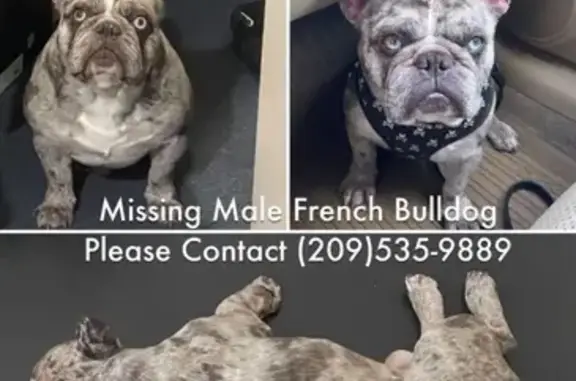 Lost Merle French Bulldog - Blue/Green Eyes!