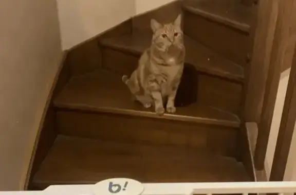 Animaux perdus , photo: Chat roux long poil perdu - Thomas