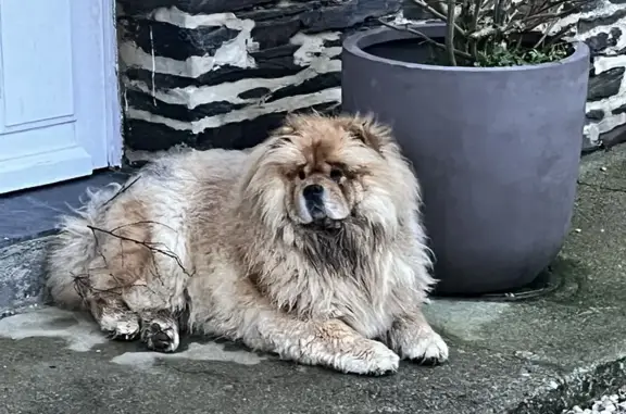 Chien orange perdu à Litteau - photo