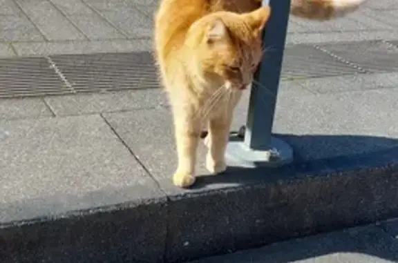 Chat perdu retrouvé à Obernai - photo