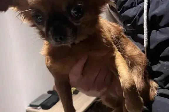 Chihuahua marron/noir perdu - Guignen - photo