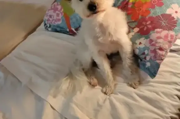 Chien perdu , photo : Patou, Yorkie perdu à Migné