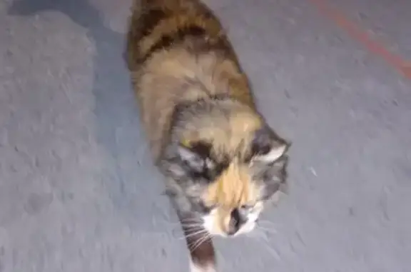 Chat retrouvé sain à Villenave - photo