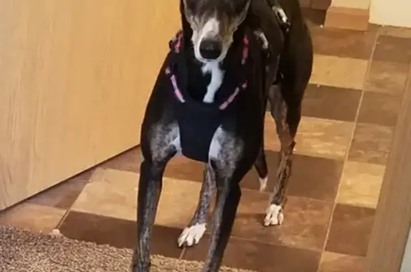 Lost Greyhound in Bismarck - Help Find Her!