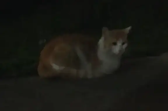 Chat trouvé Aubervilliers, photo: Chat masqué blanc-roux trouvé