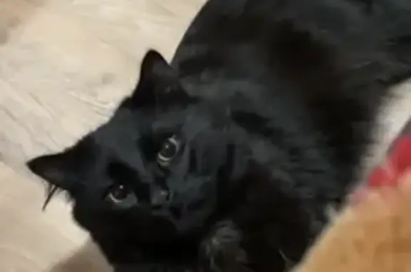 Animaux perdus Garges-lès-Gonesse, photo: Chat noir poilu perdu à Garges