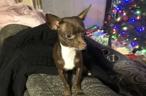 Lost Chihuahua Alert: Safrit Rd, Salisbury!