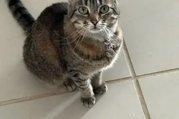 Lost Microchipped Cat in Joondalup - Help!