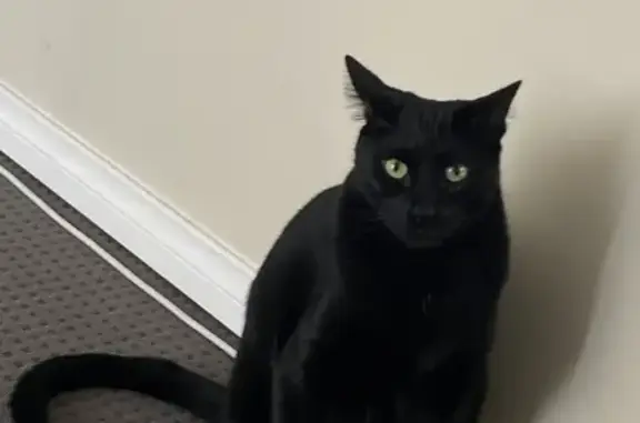 Help Find Frank: Friendly Black Cat Lost!