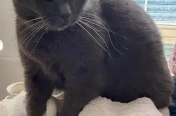 Lost Elderly Grey Cat in Brisbane - Help Find!