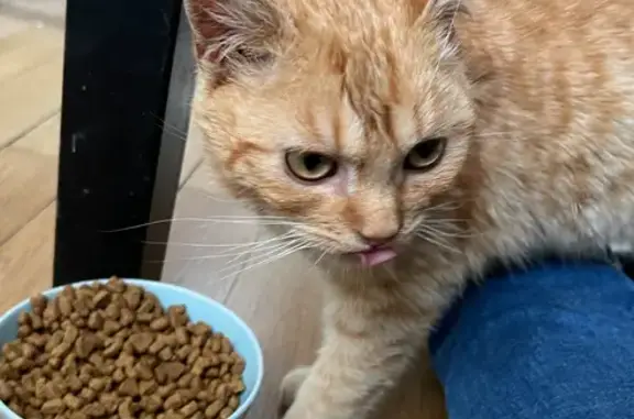 Chat trouvé Vichy, photo: Chaton roux blessé trouvé à Vichy