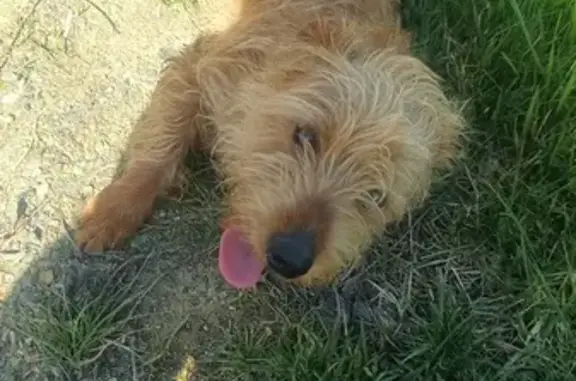 Petit chien marron trouvé D562 - photo