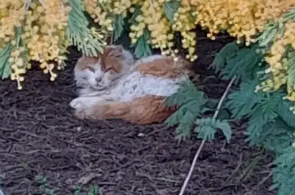 Chat blanc/marron perdu à Fonsorbes - photo