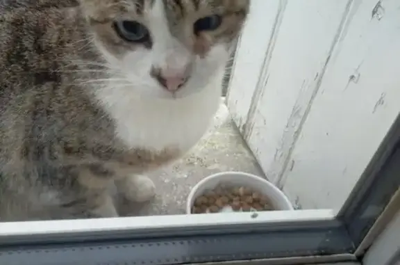 Chat gris perdu: fuyant, Angoulême - photo