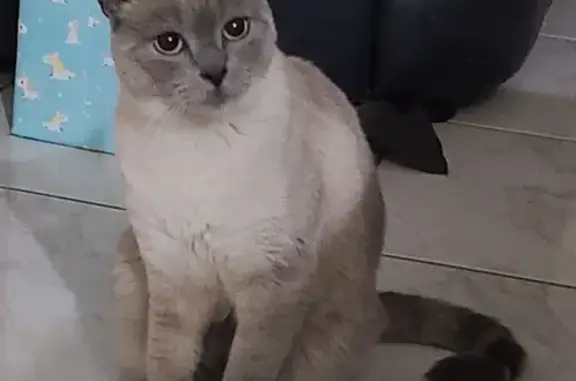 Chat perdu, , photo: AVIS RECHERCHE: LILI CHATTE PERDUE