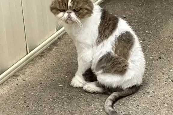 Found: Flea-Covered Cat on Cunninghame St!