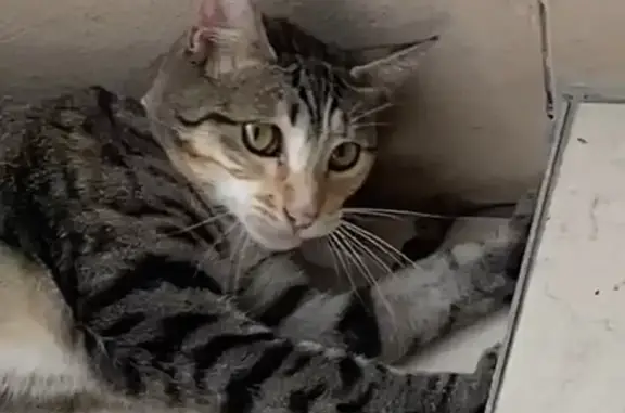 Lost Cat Willow - Pink Collar & Spots! Help!
