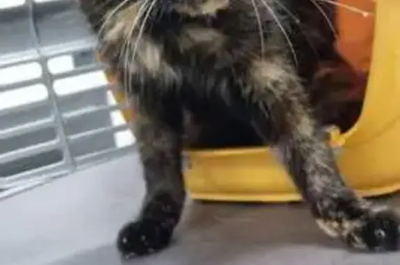Chatte tricolore maigre trouvée - photo