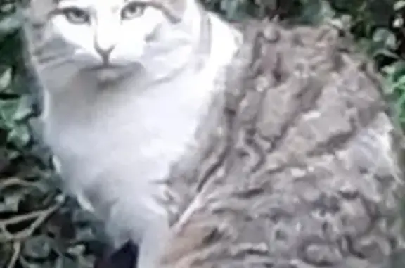 Chat trouvé , photo: Chat tigré affamé trouvé à Brognard